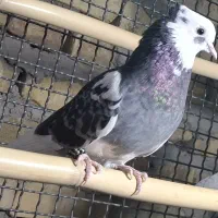 کبوتر|پرنده|بافت, |دیوار