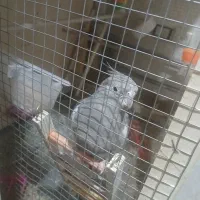 طوطی عروس هلندی|پرنده|تاکستان, |دیوار