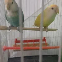 طوطی کتوله|پرنده|شیروان (خراسان), |دیوار