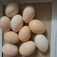 تخم مرغ محلی نطفه دار