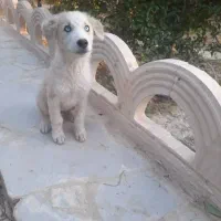 سگ هاسکی|سگ|کازرون, |دیوار