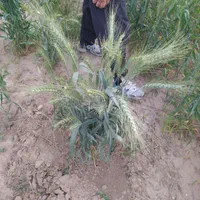 گندم هیبریدی