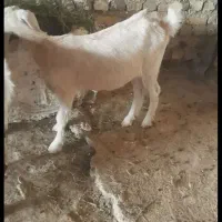 بزسانن با بزغاله