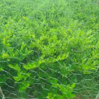 یاس هلندی سطل سه