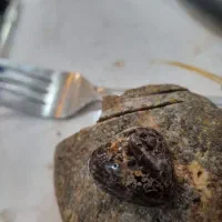 زوعه مار اصل کمیاب|جواهرات|شوش, |دیوار