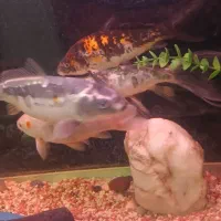 فروش ۵ عدد و تکی ماهی کوی