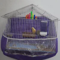 قناری مست کوتوله فنچ