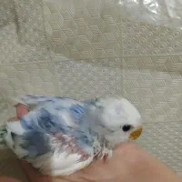 طوطی کوتوله سرلاکی دستی