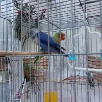 کوتوله گم شده