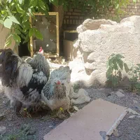 مرغ و خروس برهما