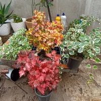 انواع گل مخصوص دفع چشم زخم وانرژی منفی