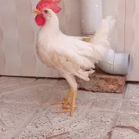 خروس