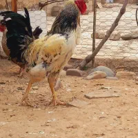 خروس سالم وجوان ، قیمت یک میلیون تومان