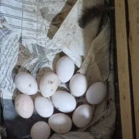 تخم نطفه دار گلین لری اصل|حیوانات مزرعه|قائم‌شهر, |دیوار