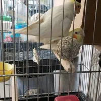 مولد عروس هلندی  لوتینو