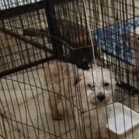 سگ گمشده پیدا کردین مژدگانی خوبی بهتون میدیم|حیوانات|صدرا-فارس, فاز ۲|دیوار