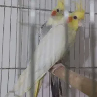 عروس هلندی مولد