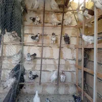 کبوتر پرشی نرو ماده|پرنده|اصفهان, کساره|دیوار