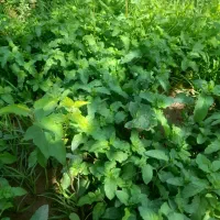 نهال زرشک وعناب|گل و گیاه طبیعی|قائن, |دیوار