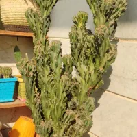 کاکتوس صخره‌ای پر ۷۵ سانتی فوق‌العاده پر و خاص