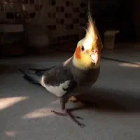 عروس هلندی گم شده|پرنده|رشت, گیل|دیوار