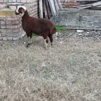 بره نر جنس بالا