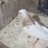 کبوتر|پرنده|مسجد سلیمان, |دیوار