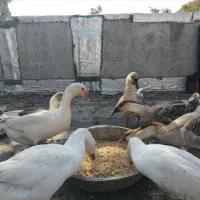 غوغاز وغاز|حیوانات مزرعه|کلاله, |دیوار