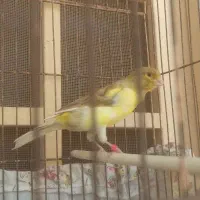قناری ۸ ماهه نر