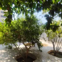 فروش زمین در محله چابهار