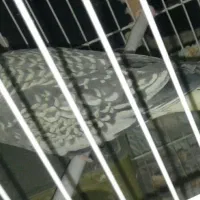 گمشده عروس هلندی ماده