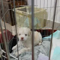 توله سگ اشپبز ۳ماهه