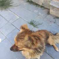 سگ پامرین