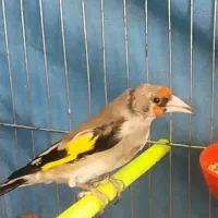 سهره کرمانی نر بخون خوش دهن