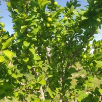 یک قطعه زمین ۴دیواری بر اصلی بلوار جوادآباد