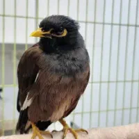 مرغ مینا سخنگو