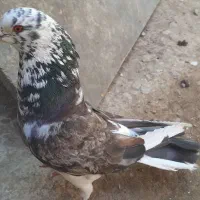 کبوتر