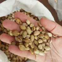 پسته کوهی|خوردنی و آشامیدنی|مشهد, سیس‌آباد|دیوار