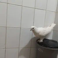 کبوتر|پرنده|کرج, پیشاهنگی|دیوار