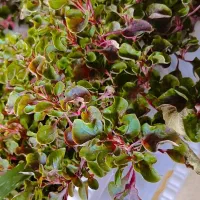 گل های بسیار شاداب|گل و گیاه طبیعی|خوی, |دیوار