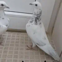 کبوتر گوره سفید