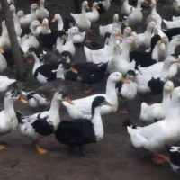 اردک|حیوانات مزرعه|کیاشهر, |دیوار