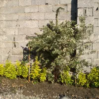 فروش شمشاد طلایی