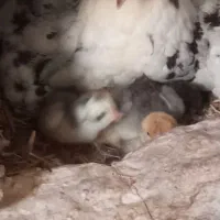 تخم نطفه دار گلین زیبا و دیدنی|حیوانات مزرعه|کرج, چهارصد دستگاه|دیوار