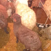 دو راس میش افشاری زاییده جوان|حیوانات مزرعه|شیدا, |دیوار