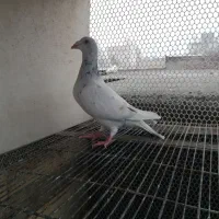 سار ماده و دم سیاه ماده و کلاغ