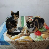 گربه ها همه ماده و  رایگان واگذار میشه