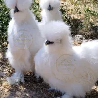 جوجه مرغ ابریشمی سفید.زینتی.
