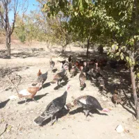 غاز وبوقلمون مرغ وقوغاز|حیوانات مزرعه|گلپایگان, |دیوار