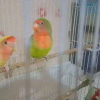 طوطی برزیلی|پرنده|صدرا-فارس, فاز ۲|دیوار